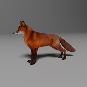 3D re-top fox model