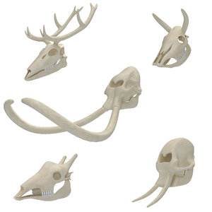 giraffe skulls 5 1 3D