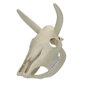 3D cow skeleton skull model