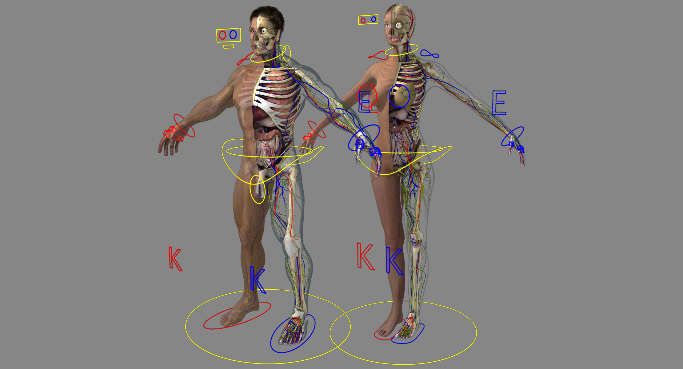 Anatomy 3D model - TurboSquid 1338967