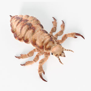 3D model louse insect bug