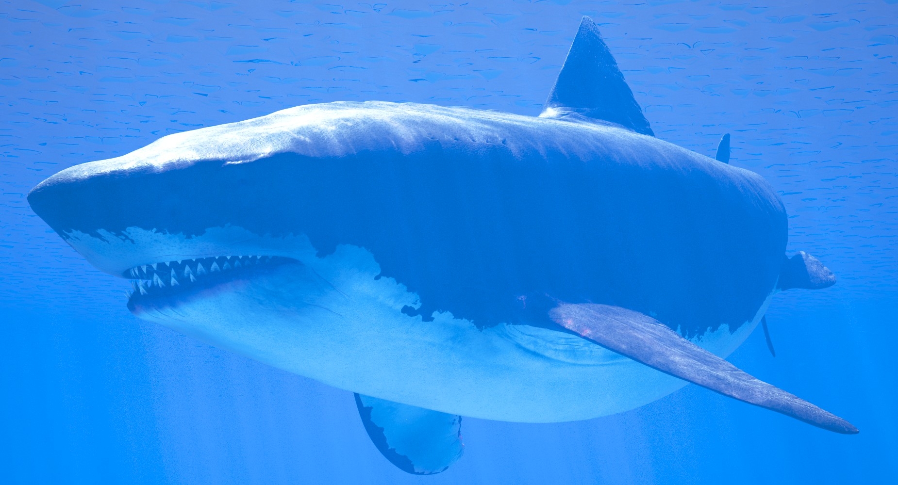 rigged megalodon shark 3d model