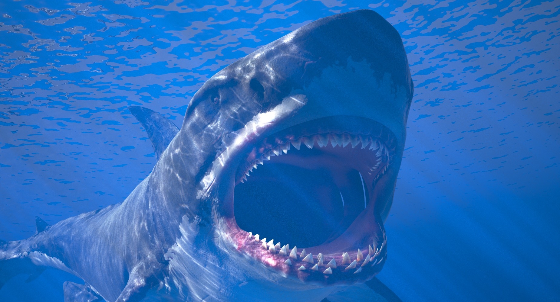 Rigged megalodon shark 3D model - TurboSquid 1348393
