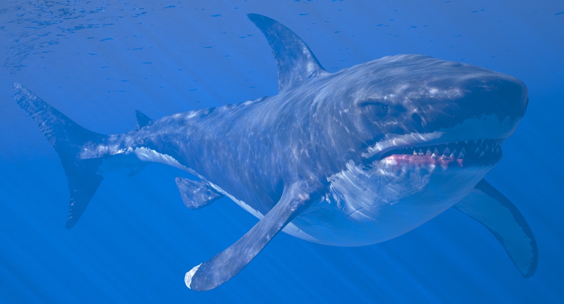 rigged megalodon shark 3d model