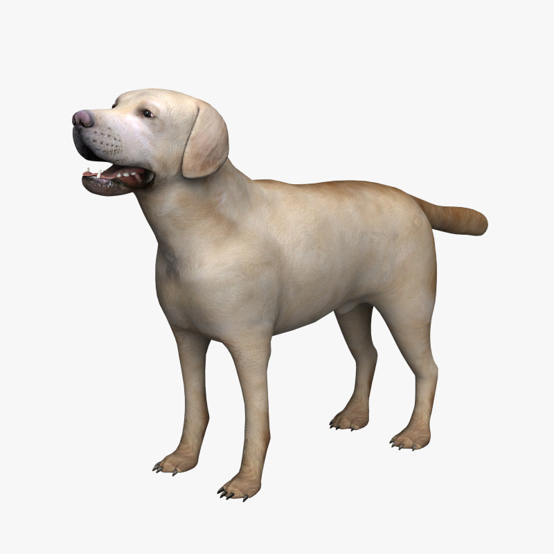 3d model labrador dog