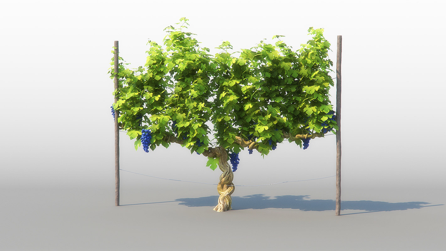 3D model vineyard vine TurboSquid 1348310