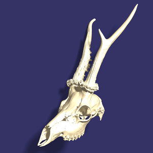 3D roe deer skull