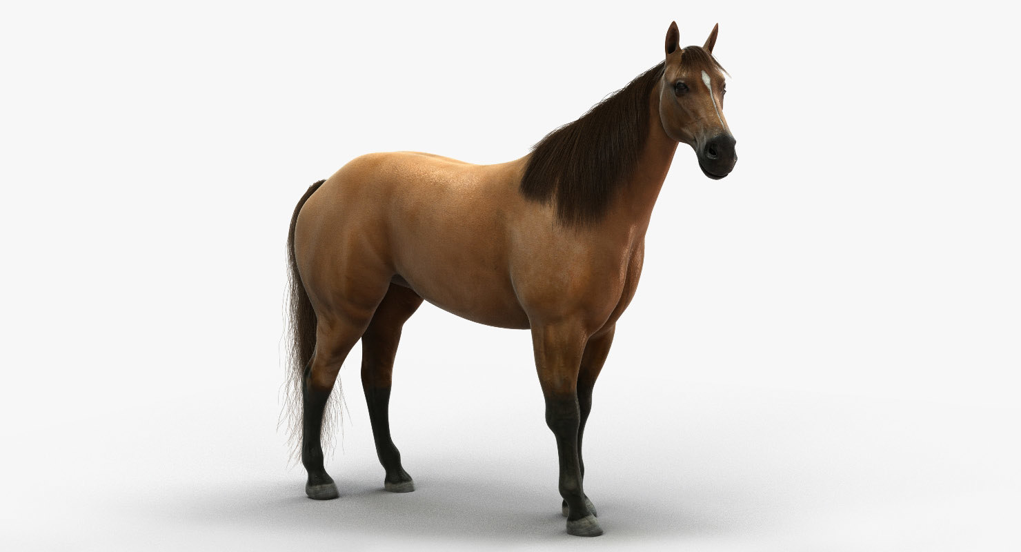 Лошадь 3д модель. Три лошади. Лошадь картинка для детей реалистичная. Реалистичная лошадь стоит Ровно.