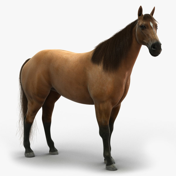 maya realistic horse animation
