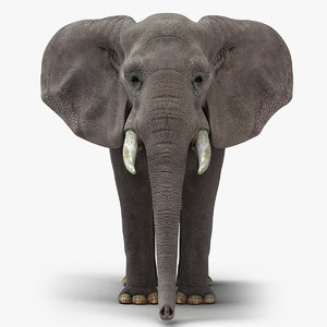 3d model african elephant