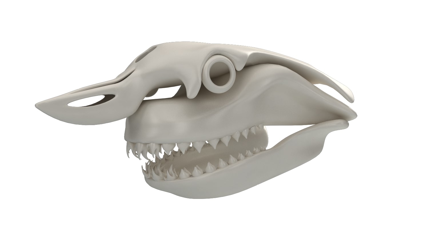 大白鲨头骨3d模型