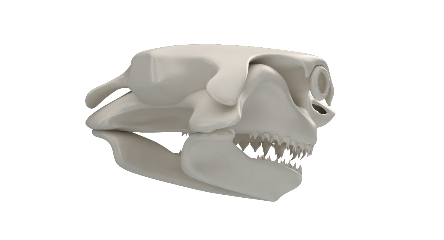大白鲨头骨3d模型