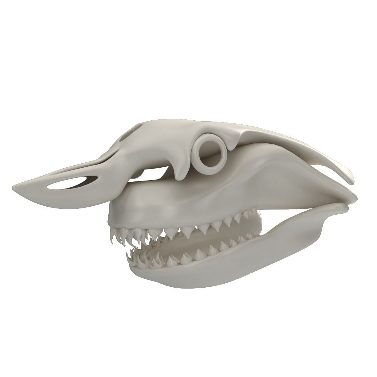 大白鲨头骨3d模型