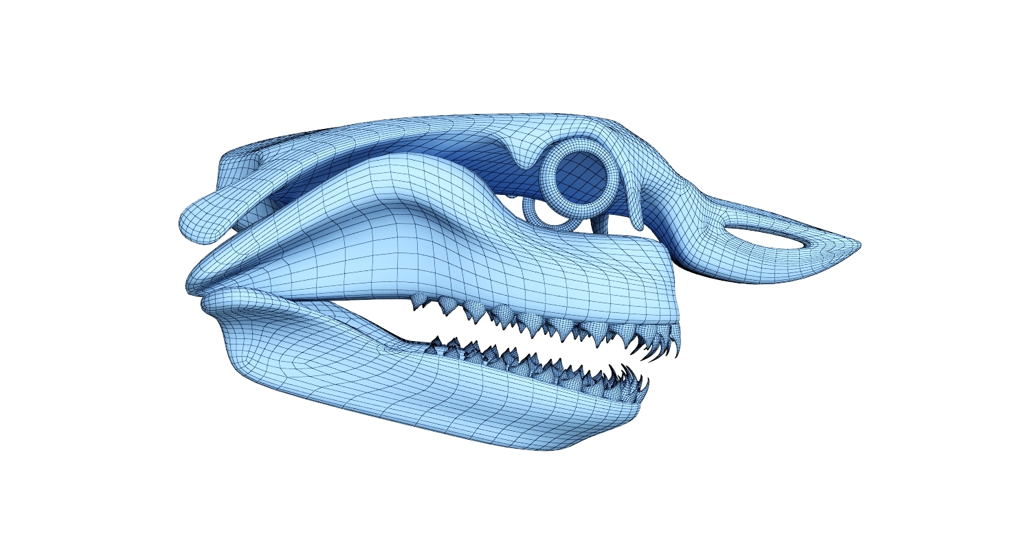 大白鲨头骨3d模型