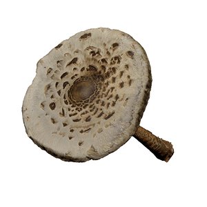 mushroom photogrammetry model