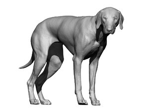 3D photogrammetry dog model