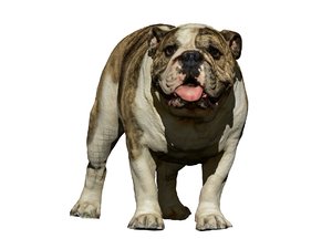 dog scanned photogrammetry 3D model