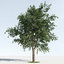 trees 6 3D