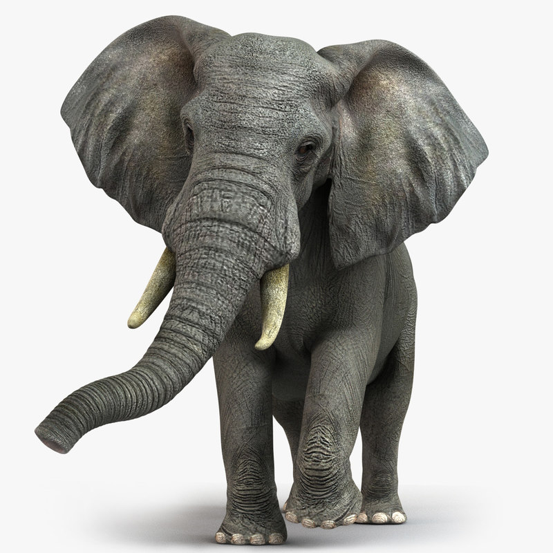 top 96+ Pictures elephant 3d view in my space Updated