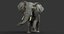 photorealistic african elephant animation ma