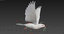 dove flying animation 3D