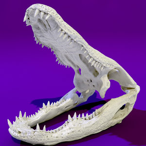 american aligator skull bone 3D model