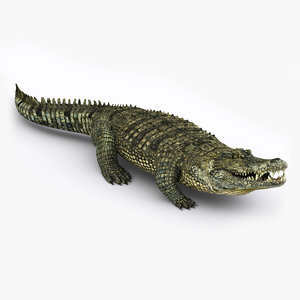 realistic crocodile animation 3d model