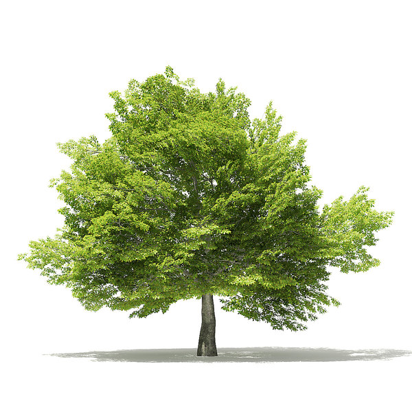 american beech 8 3m 3D model