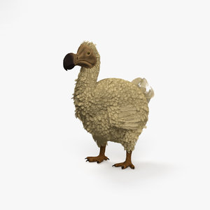 dodo bird animal model