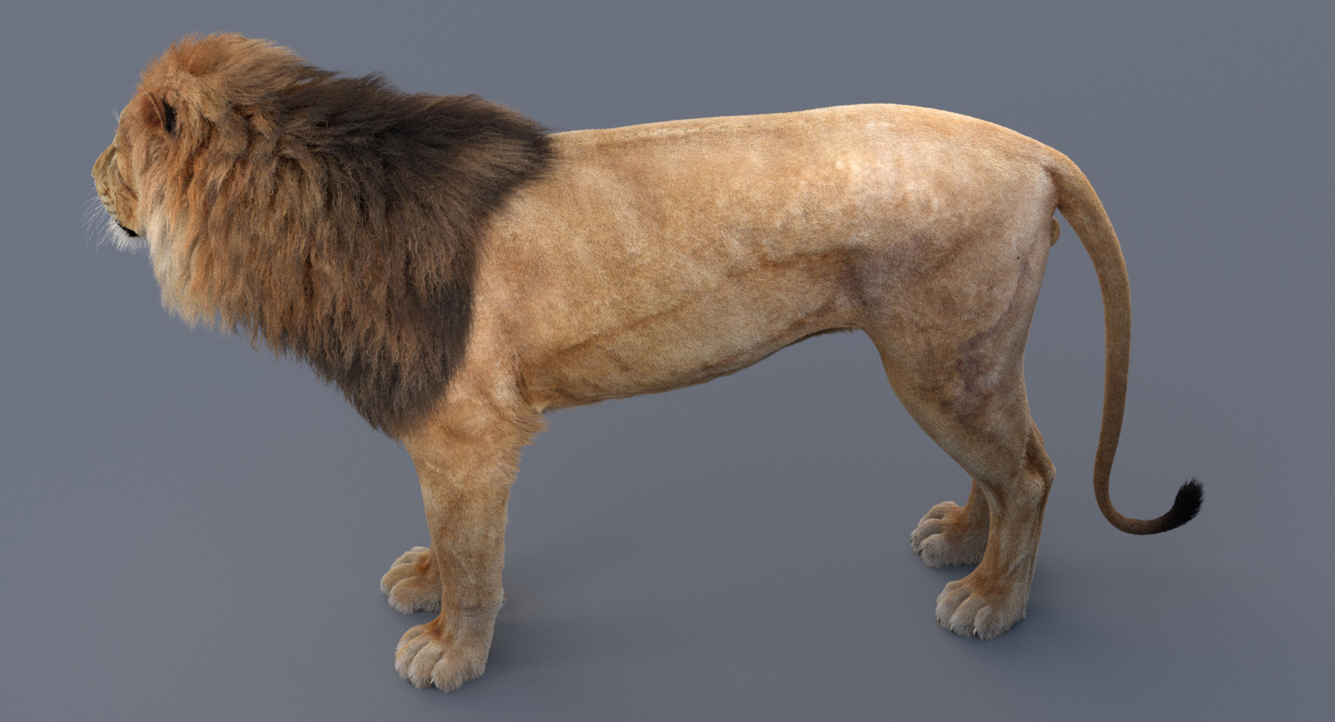 狮子索具3d模型