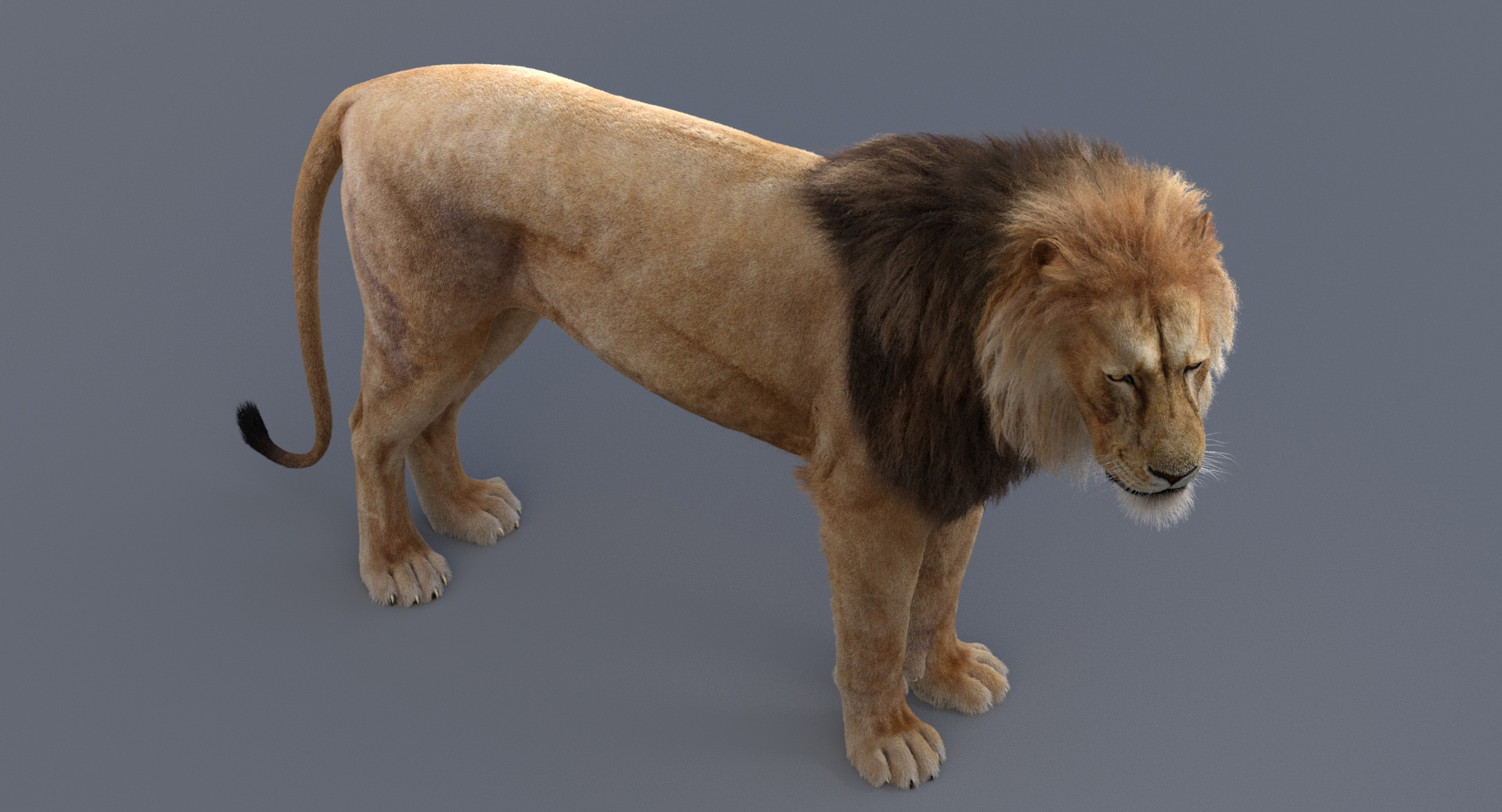 狮子索具3d模型