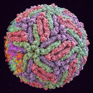 3D scientifically accurate structure zika