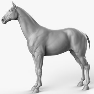 3D horse animal mammal