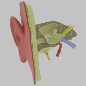 ear anatomy model