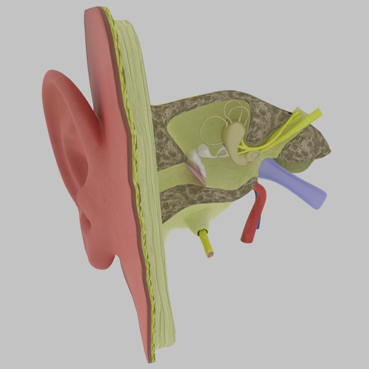 耳部解剖学横截面3d模型