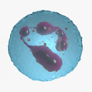 neutrophil nucleus 3D