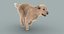 labrador retriever fur animations 3d model