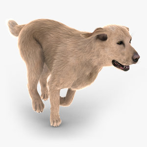 labrador retriever dog fur 3d model