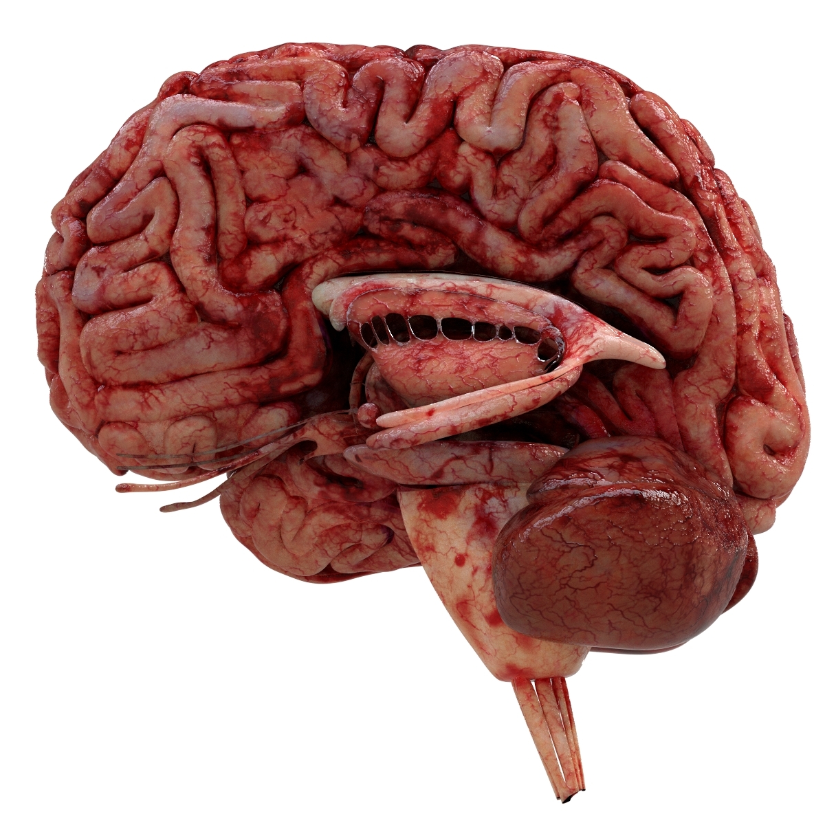 Human brain 3D model - TurboSquid 1351203