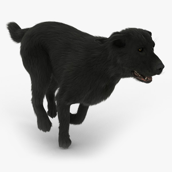 8 Ways To Get Through To Your Labrador Coat Care