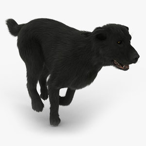 labrador black dog - 3d model