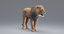 lion animation fur 3D model