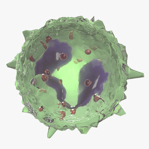 eosinophil granule nucleus 3D