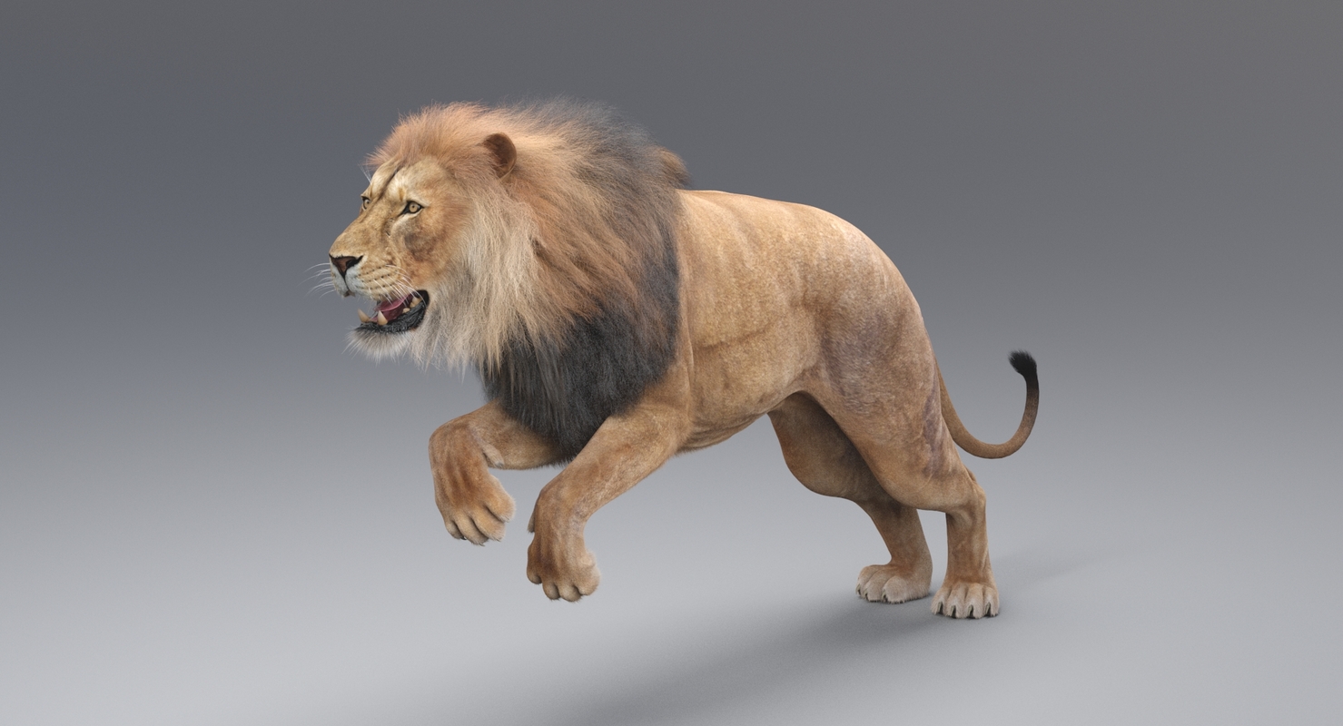 Löwe animiert (Fell) 3D-Modell - TurboSquid 1345634