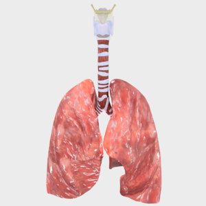 respiratory tract 3D model