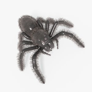 3D model spider abdomen anal