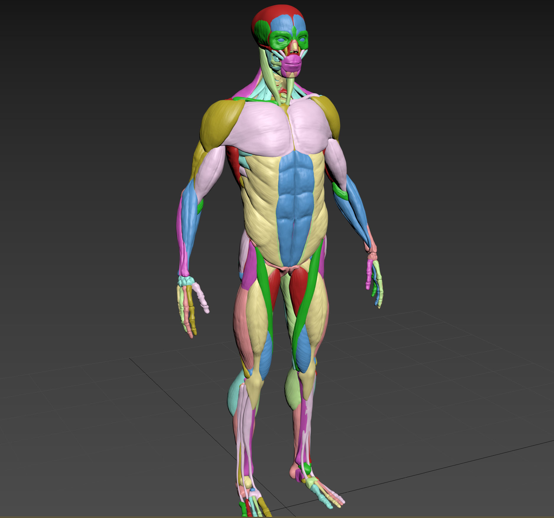 Muscles zbrush model - TurboSquid 1351823