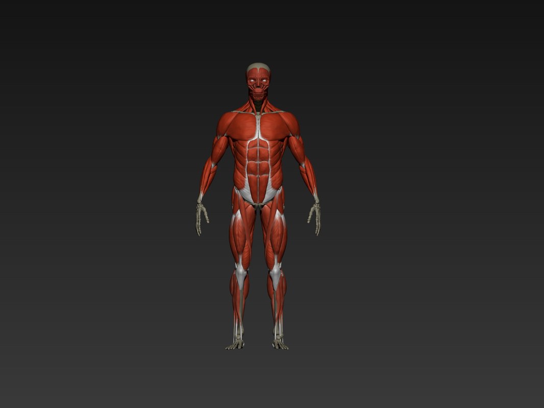Muscles zbrush model TurboSquid 1351823