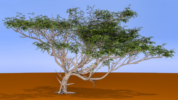 3d model acacia tree