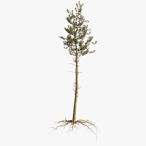 3D pine tree 1